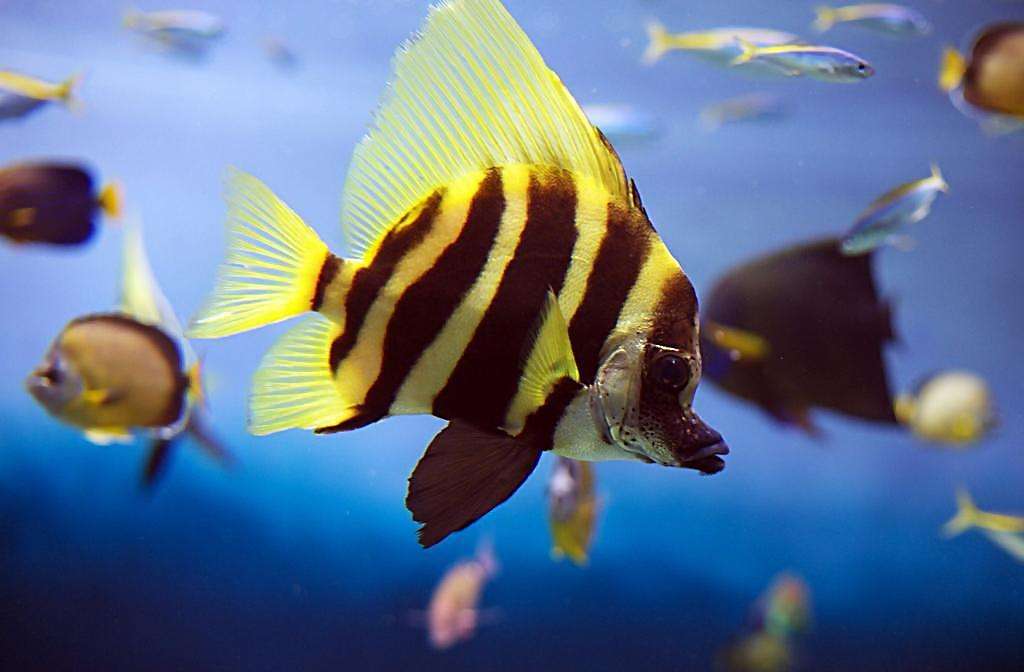 推荐一些漂亮好养的热带鱼,色彩鲜艳外形亮丽,各种颜色都能满足