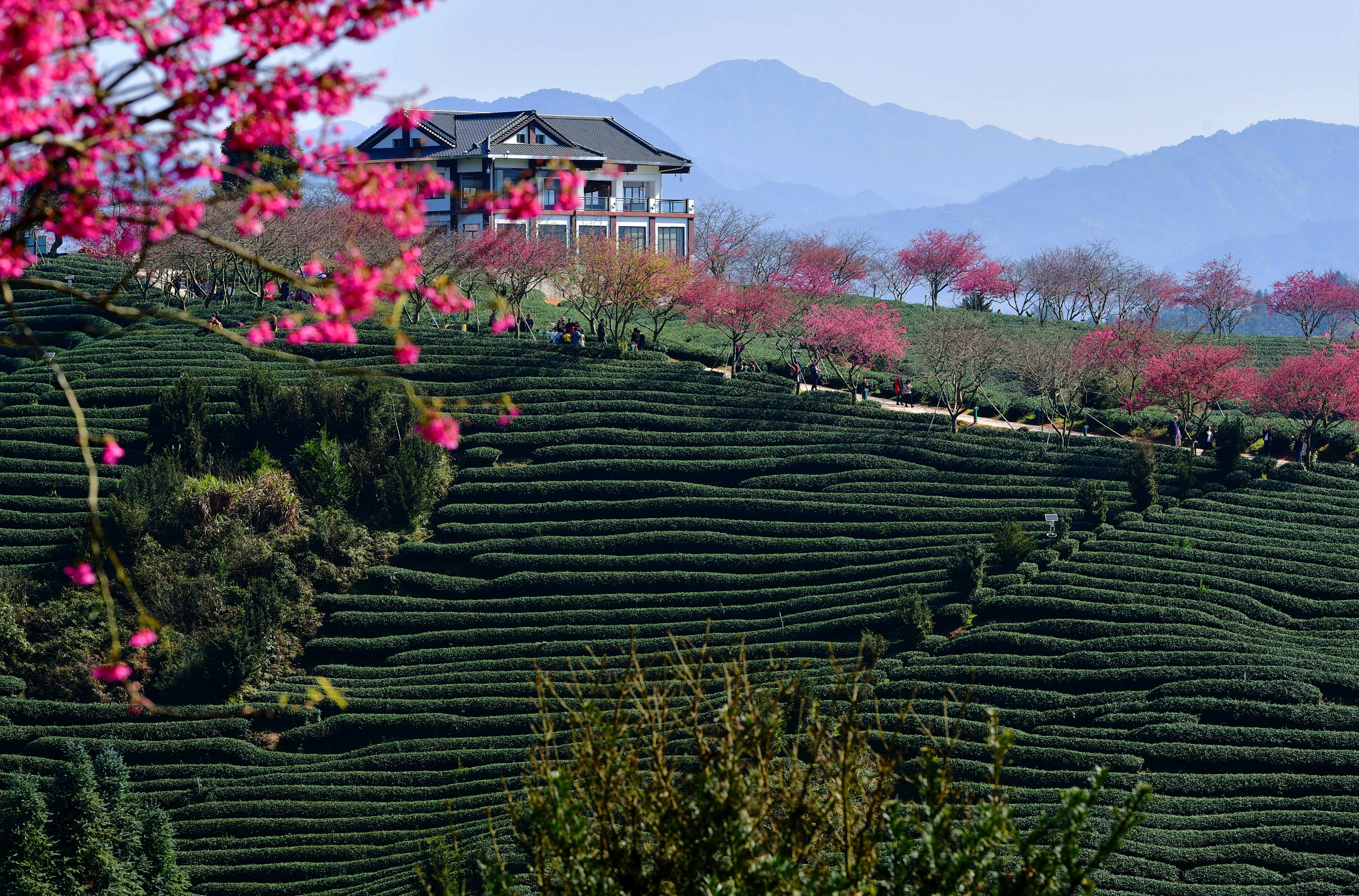 福建漳平樱花茶园图片