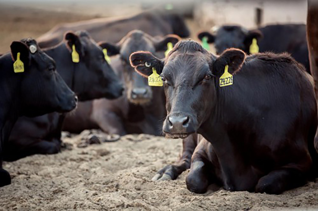 兼用牛:兼用种短角牛,瑞士褐牛均属乳肉兼用品种;西门塔尔牛,蒙古黄牛