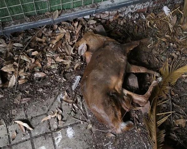 野生动物收容救护不当死亡,德阳检察机关向林业部门公开宣告检察建议