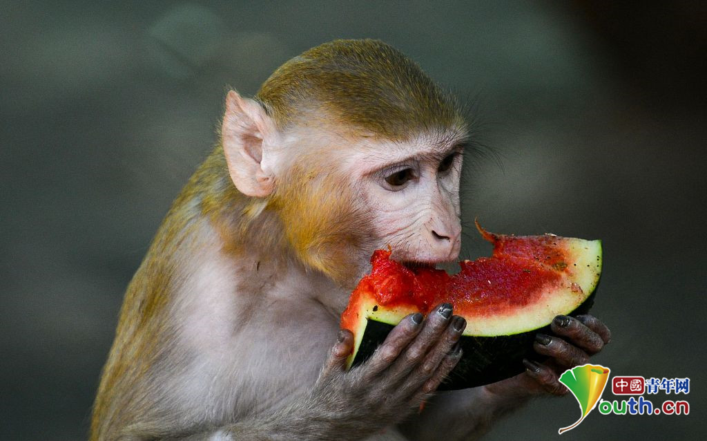 印度气象部门发布红色高温预警 动物园猴子吃瓜消暑