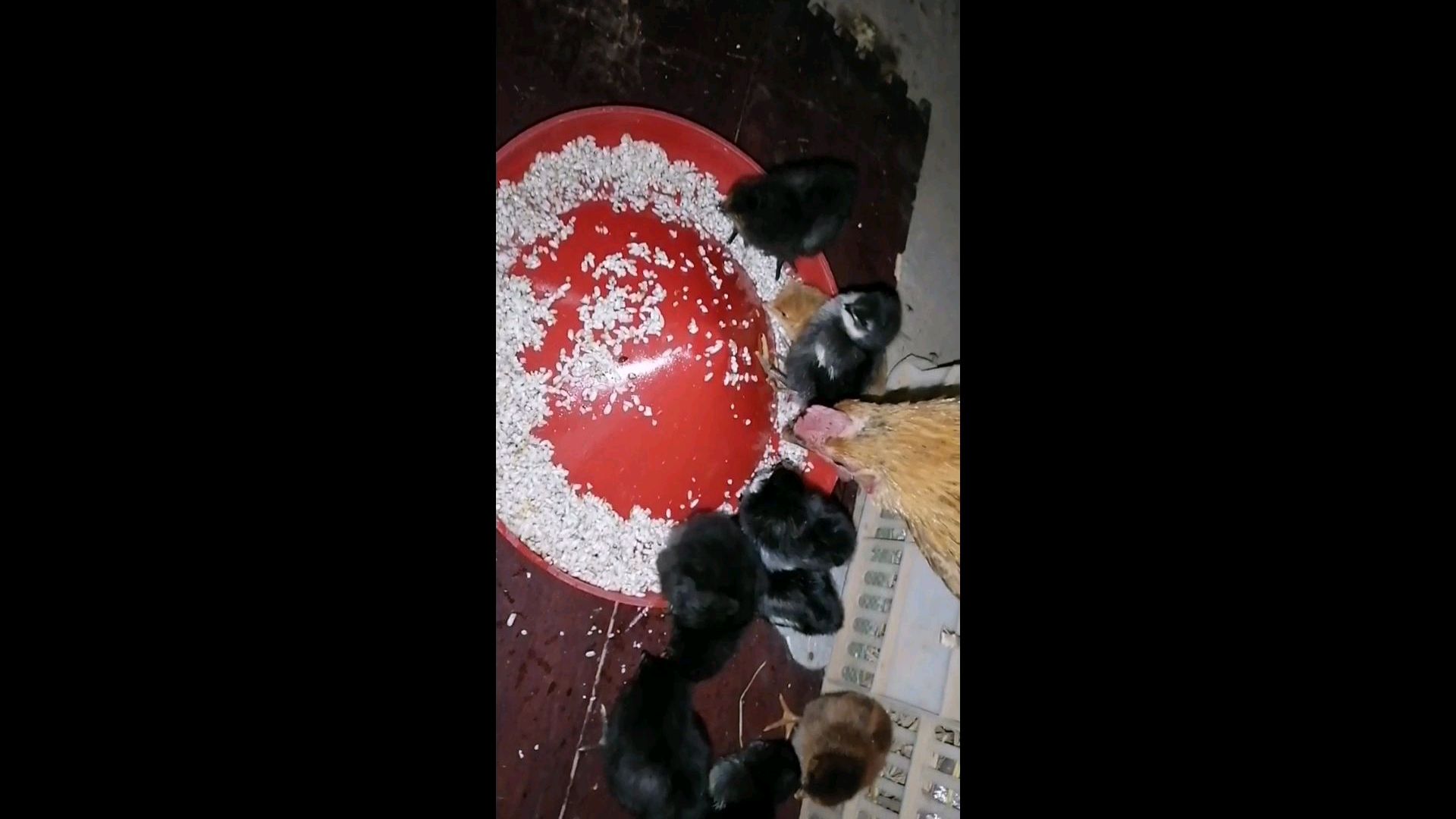 自己孵的小鸡出壳了,喂点开口药给它们吃