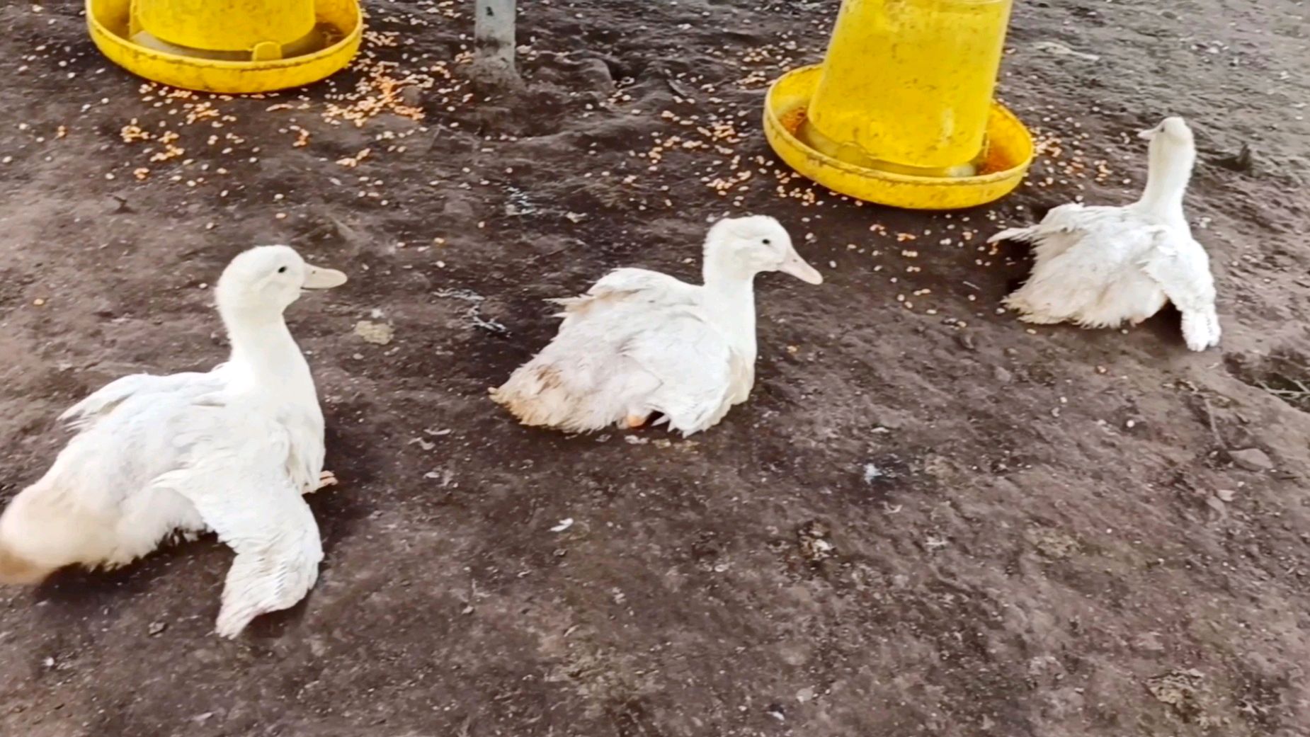 10元1只大白鸭,一只6斤重,路都走不稳这鸭你敢买吗