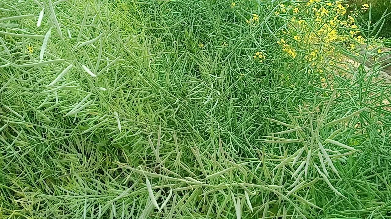 油菜花已经快成熟了!