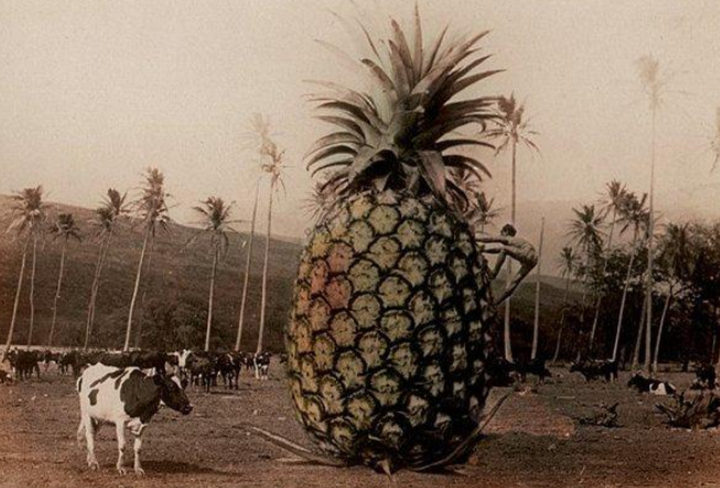 美国为了鼓励农场主,营造出一种浮夸风,白菜比人大,菠萝比牛大