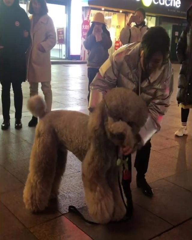 这只巨型泰迪真是万年难见一次的情圣,嘴叼玫瑰花表白女孩!