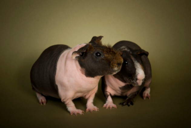 如果要饲养一只仓鼠,豚鼠的笼子一定要选择专用的,因为豚鼠喜欢安静