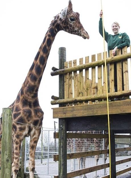 身高58米长颈鹿成世界最高动物,喜欢吃冰棍