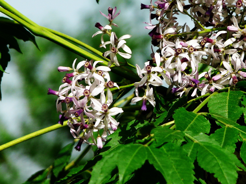 农村没人要的野果,做成手串卖到40元一串,还能治虫牙痛