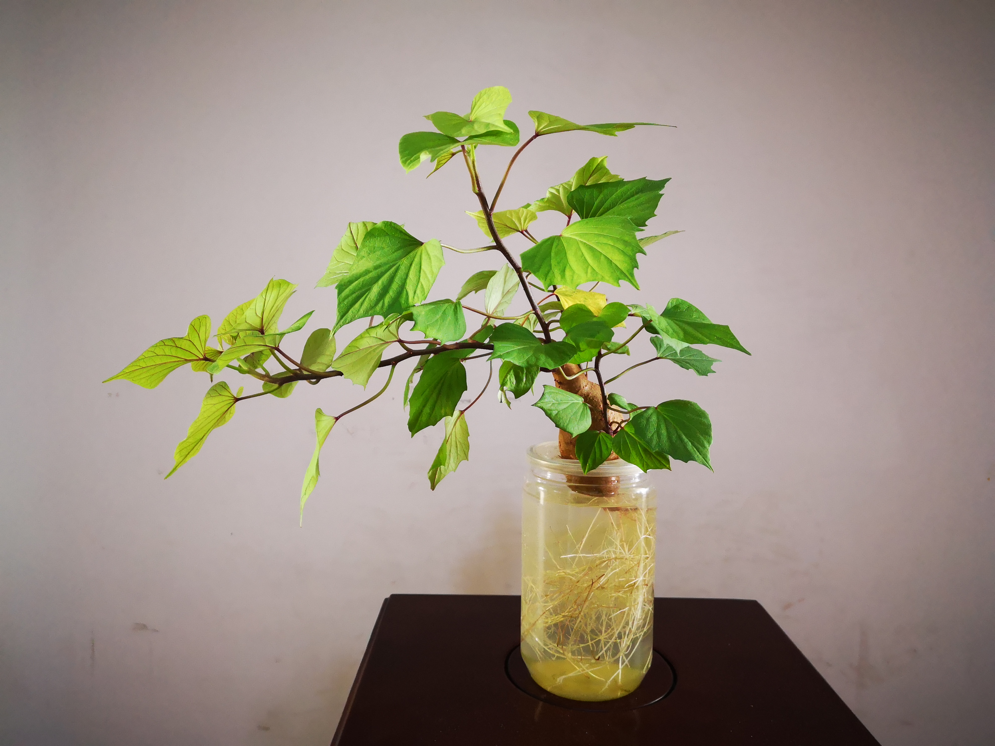 家里还在种绿萝吗?试试水培红薯,又能看又能吃的体验