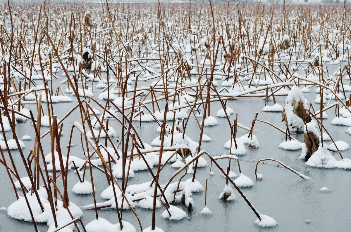 南方冬季初雪,西湖风景美如画卷