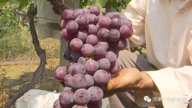 吴云成:巧用"牛奶"种葡萄