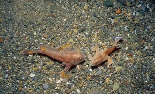 一种长有"手"的鱼——斑点长手鱼,网友:用"手"走路,哪能不慢?