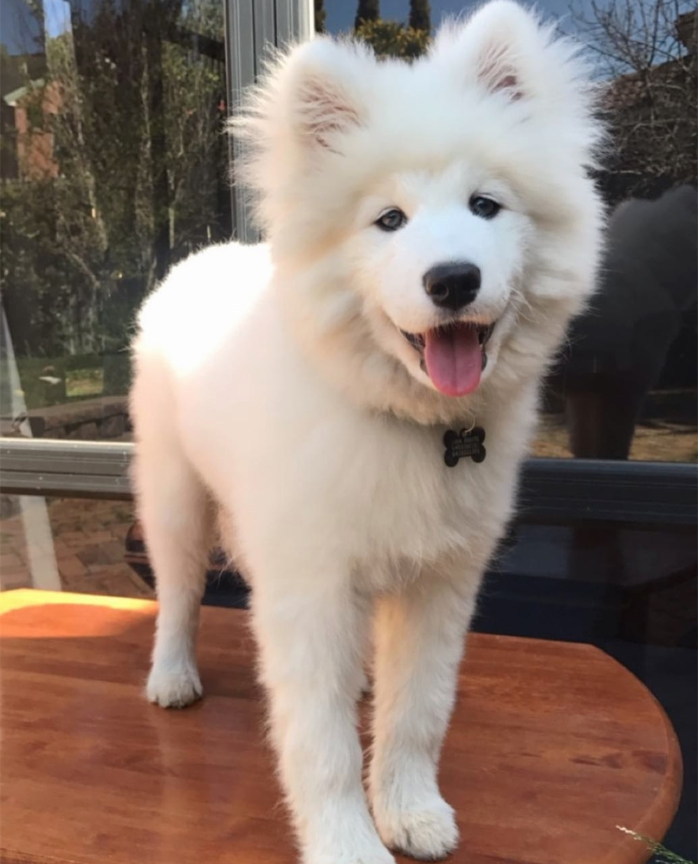 变猴脸?高颜值的萨摩完全hold住!