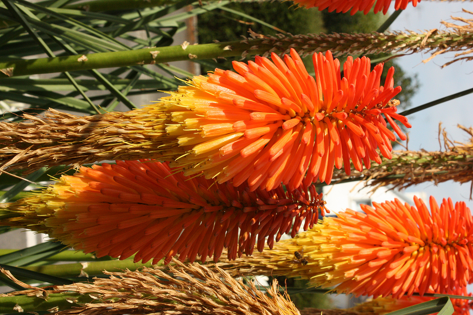 棕树花是棕榈科棕树的花,是一种中药材和食品材料,用棕树花泡水喝其