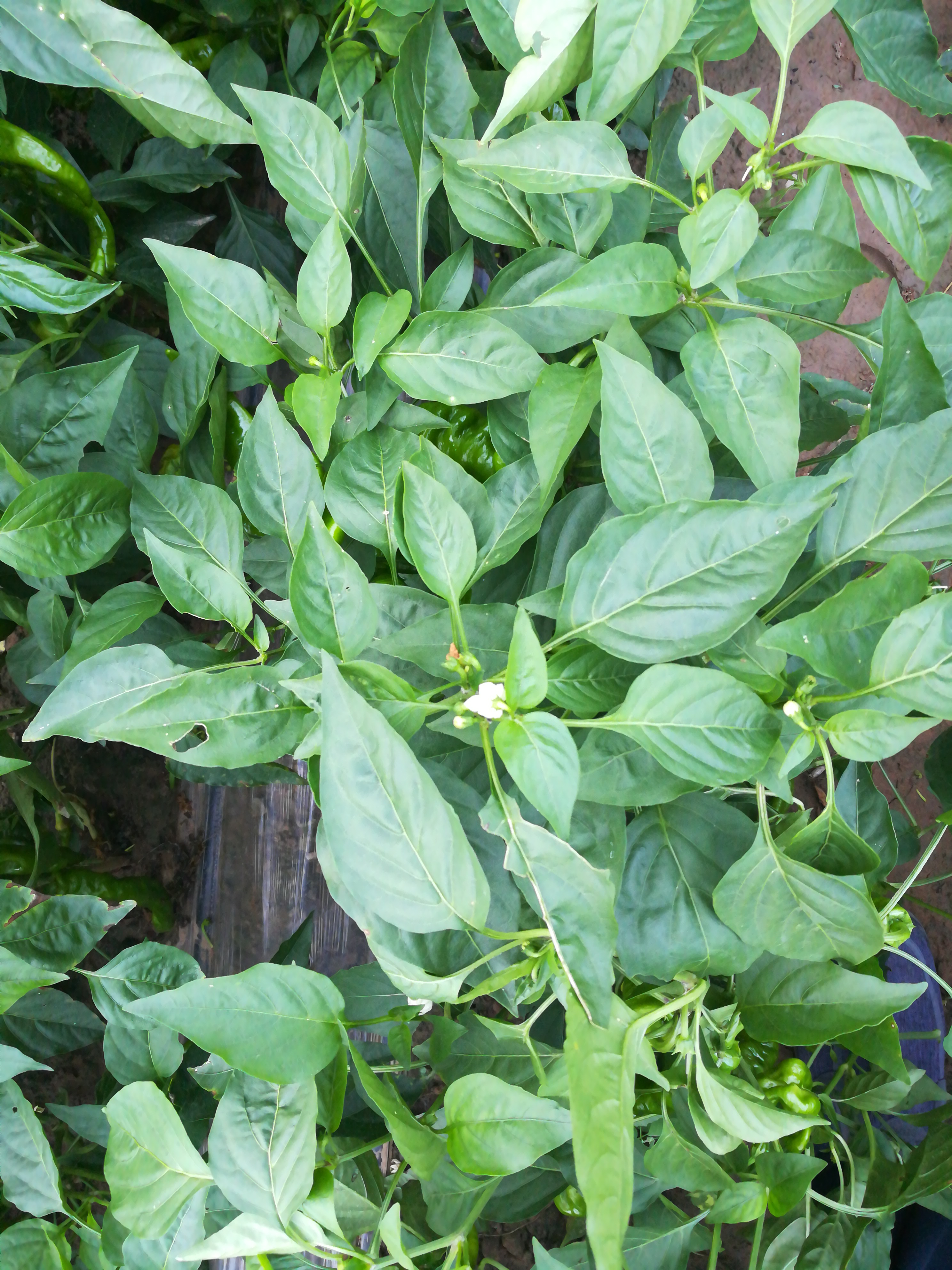 世界最大的的地下水漏斗正在华北平原形成,将危害数亿人