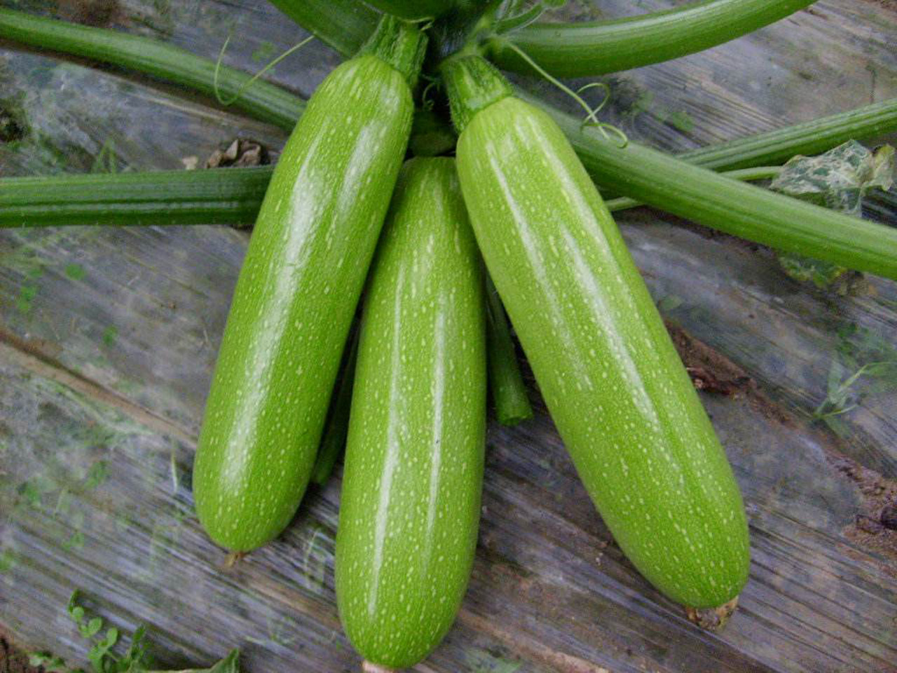 西葫芦的栽培方式,春季和冬季,适合哪种栽培方式呢?