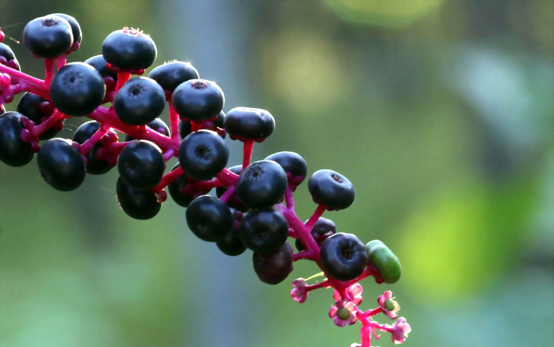 这种野果叫商陆,每个地方的名称都是不同的,有的叫:花商陆,山萝卜,大