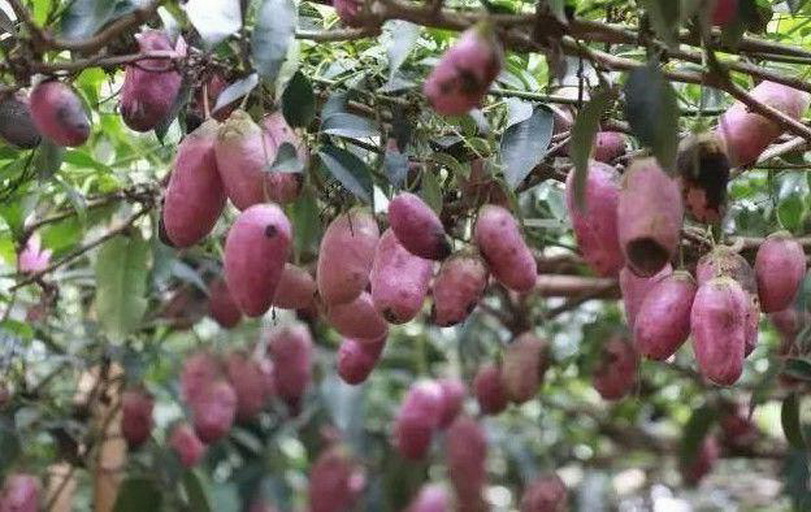 这种红薯居然是长在树上的!在城市里卖80多块一斤!