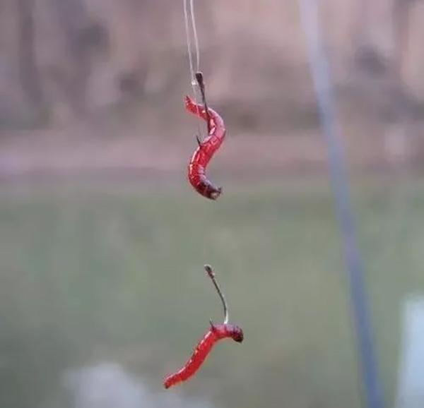 分享几套饵料配方,冬钓鲫鱼效果更好