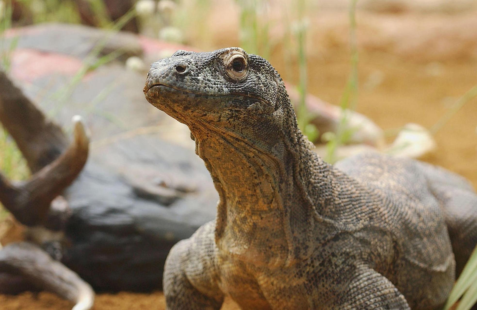 一女子在家睡觉,突然一只科莫多巨蜥爬上床来,正在舔她的手.