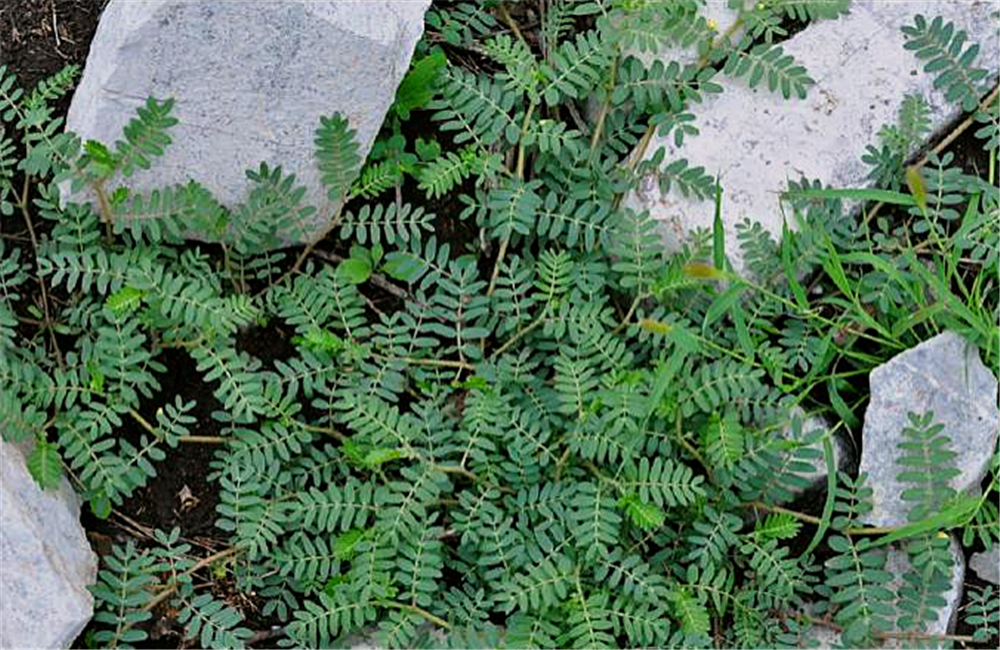 农村一种"拦路恶草",被扎到又痛又痒,殊不知,这是珍贵老草药