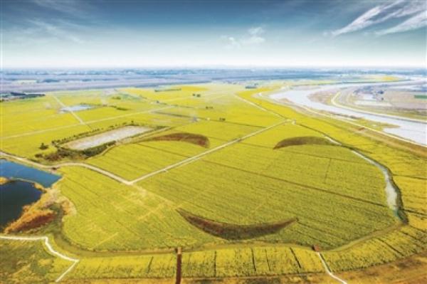 永宁油菜花海现"笑脸"