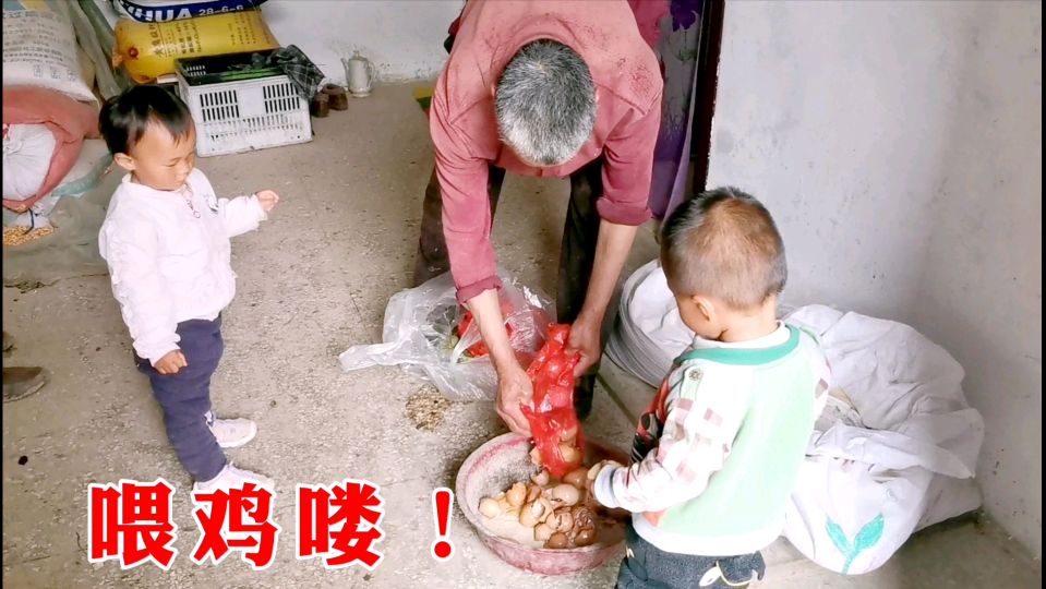 农村70岁爷爷养鸡有妙招,鸡食里加样东西,母鸡下蛋更多