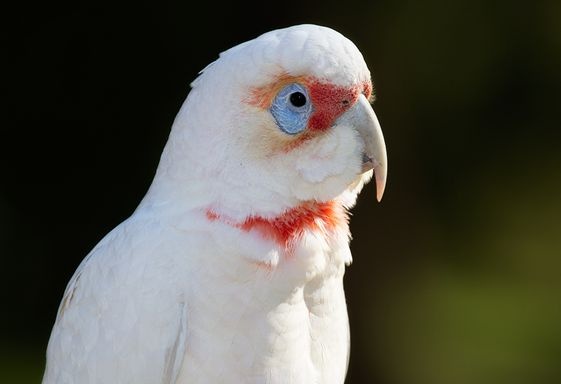 动物小百科:关于长嘴凤头鹦鹉你不得不知道的知识!