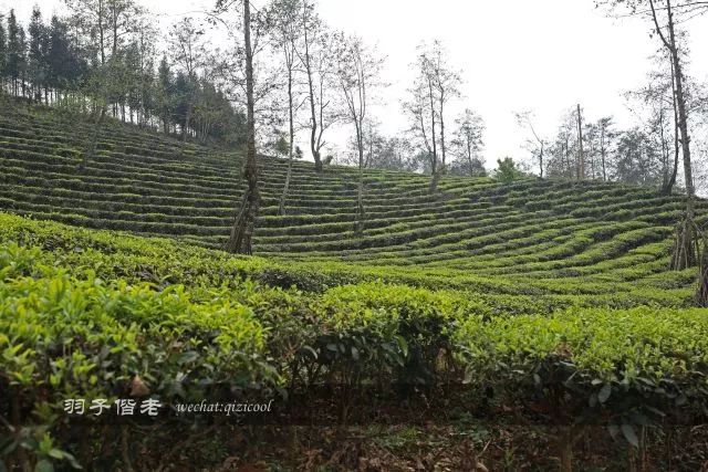 品上65里林间茶,莫负春光四月天