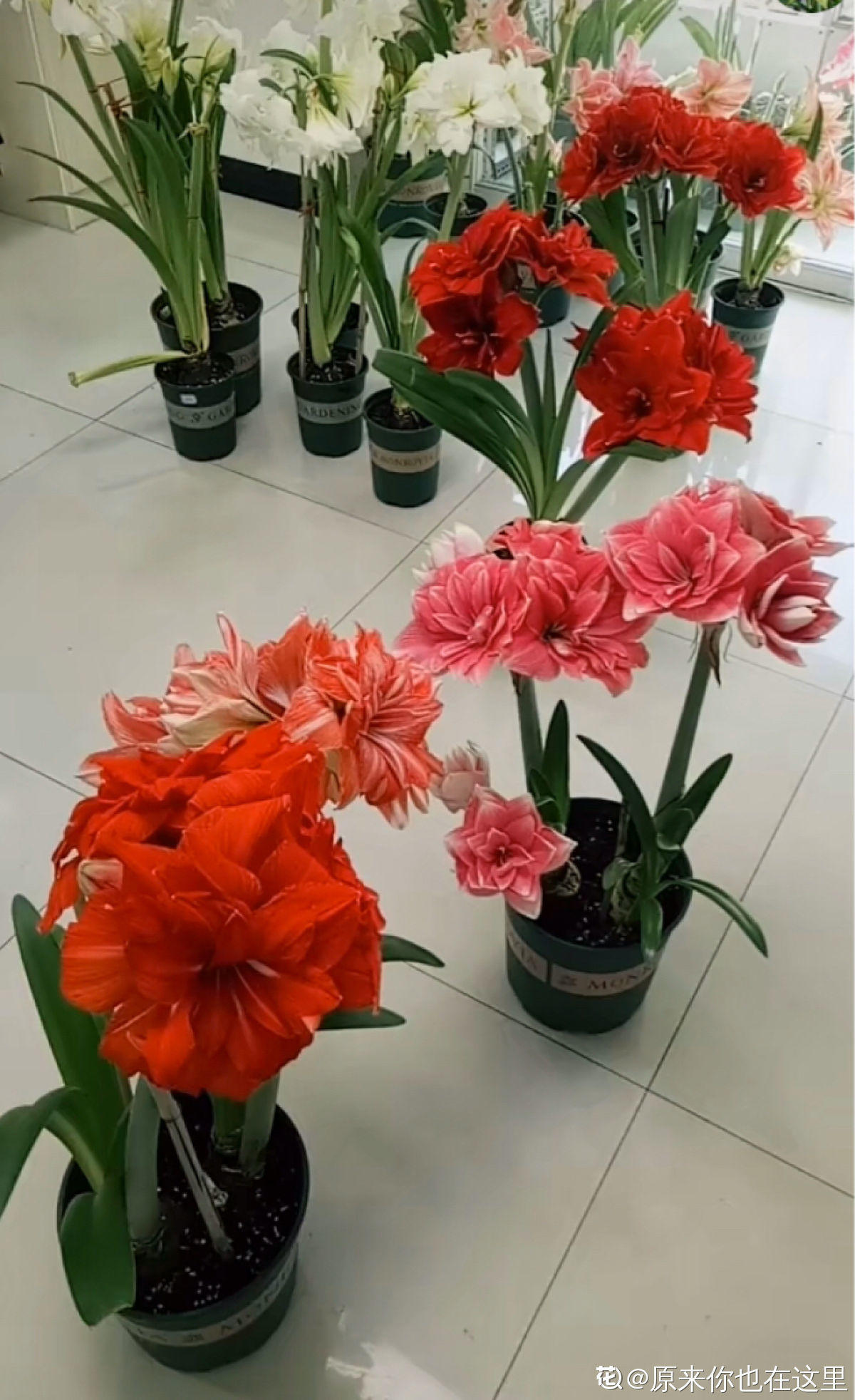 盆里种棵"洋葱头",开花比脸还大,红红火火真吉祥!