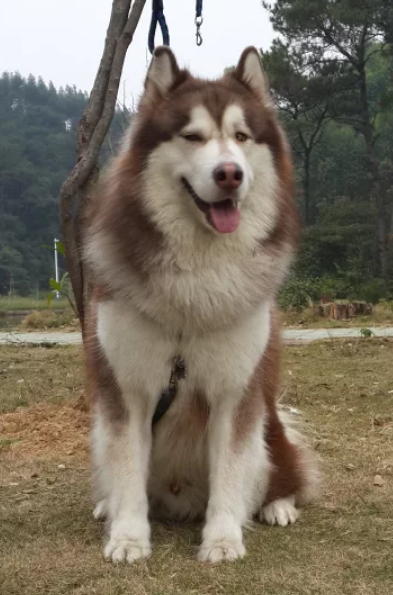 学会这几点轻松挑选阿拉斯加