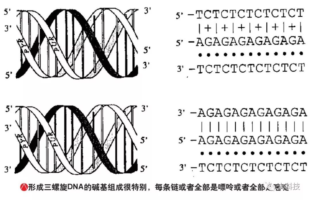 dna弥散复制三代图解图片