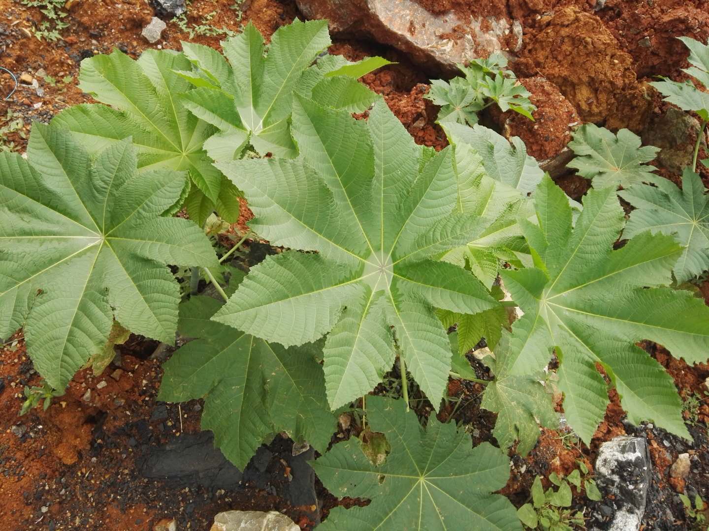 农村这植物全身有毒,很多人还不知道它的厉害,有空看看了解一下