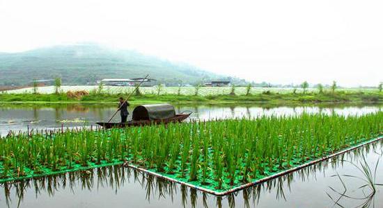 重庆铜梁:水面浮床"睡"花草 美丽涪江入梦来