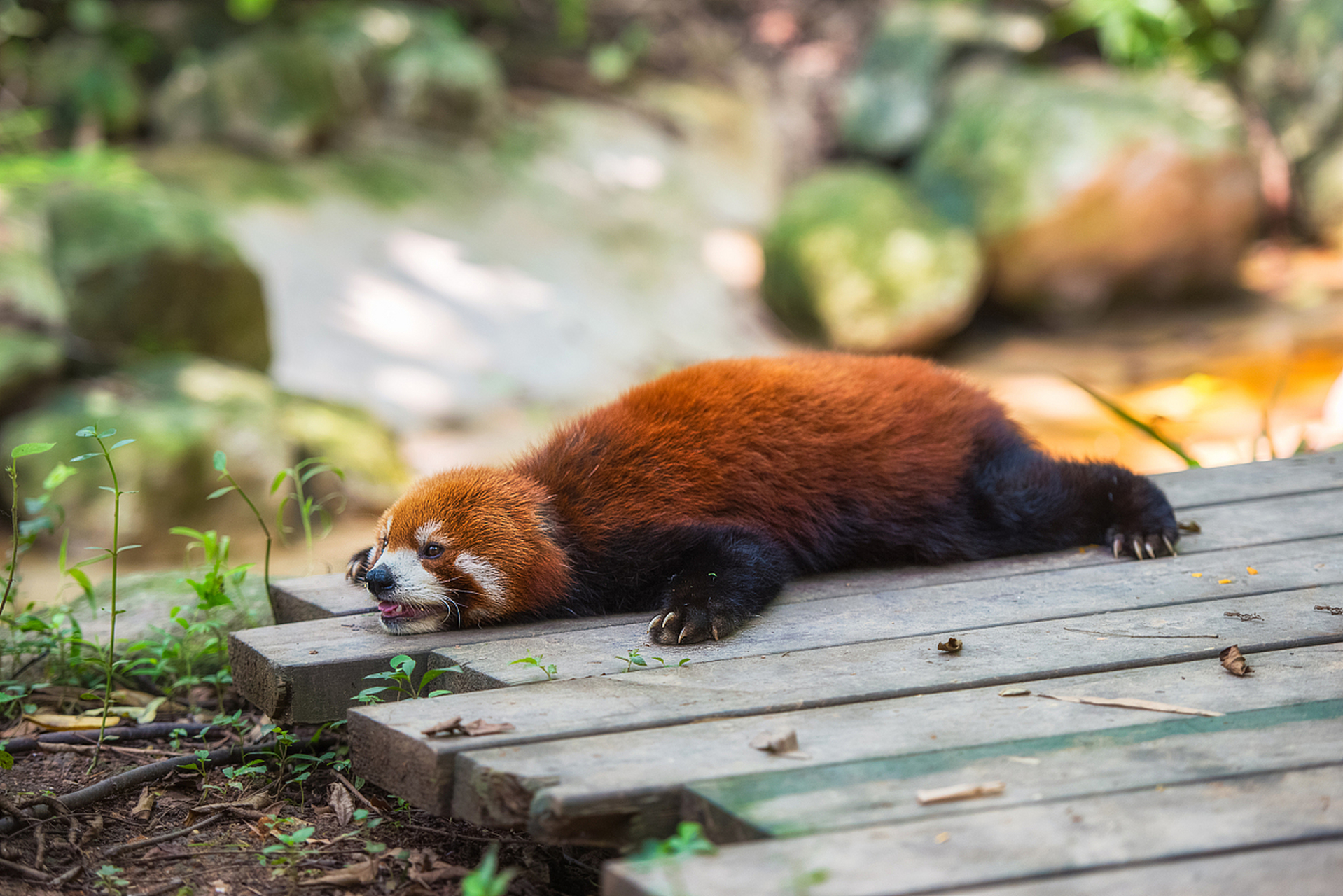 萌萌的小熊猫,好可爱.#动物趣图