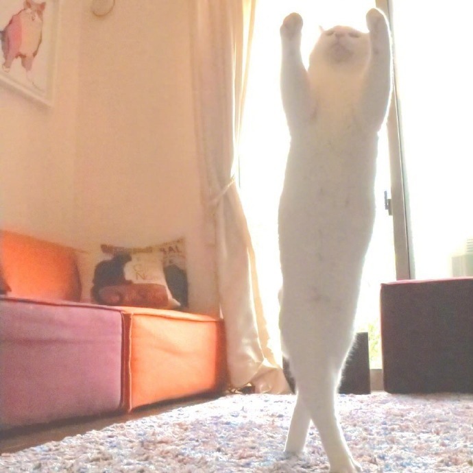 旋转跳跃我闭着眼跳舞的萌宠猫咪图片 转载自百家号作者:lisays