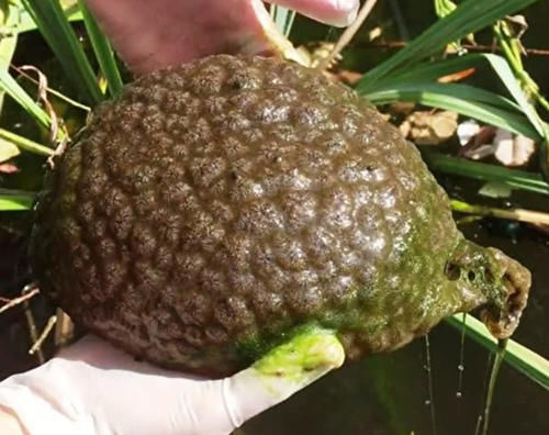 10种超猎奇史前生物,看到它们张牙舞爪的样子,你该庆幸灭绝了