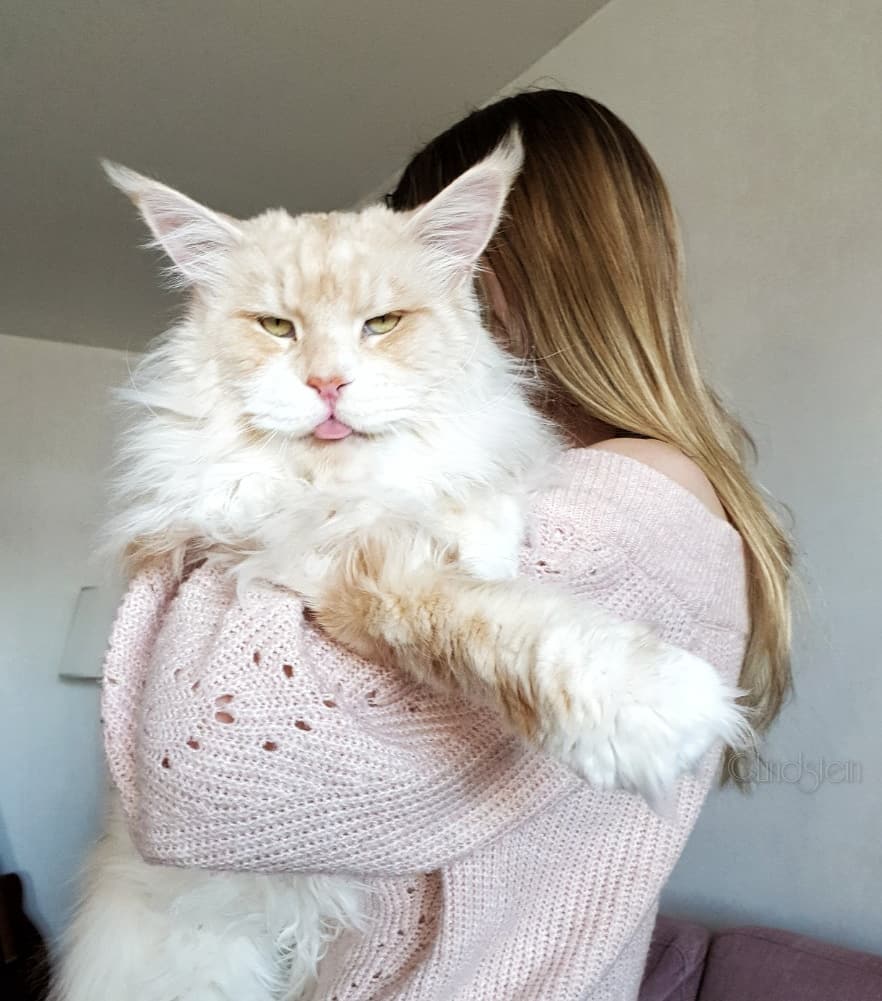 超大缅因猫出场自带仙气,抱起来还特有安全感,让人看了好想拥有