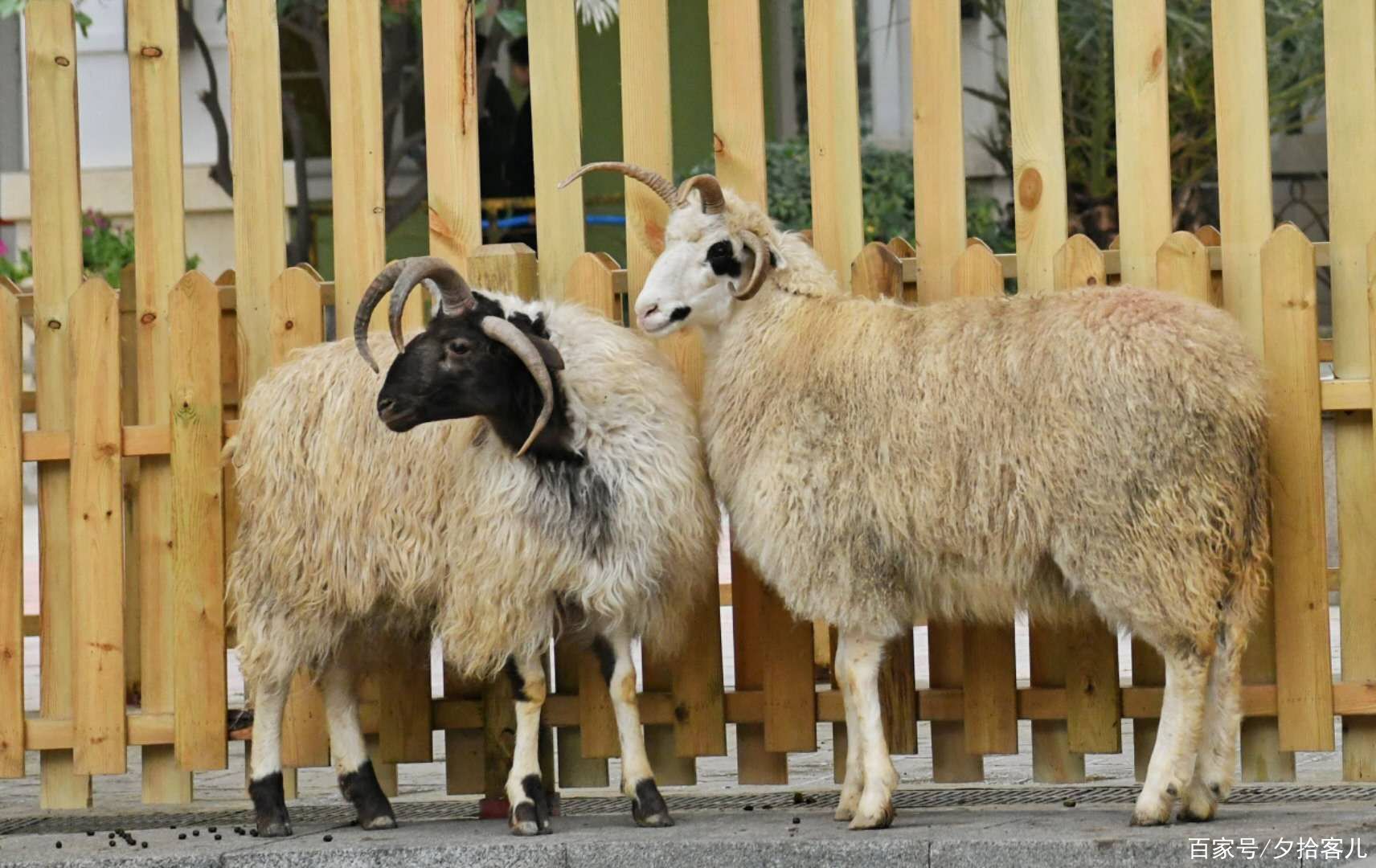 四角山羊,黇鹿,杜泊羊,小熊貓 新年動物齊聚海洋公園