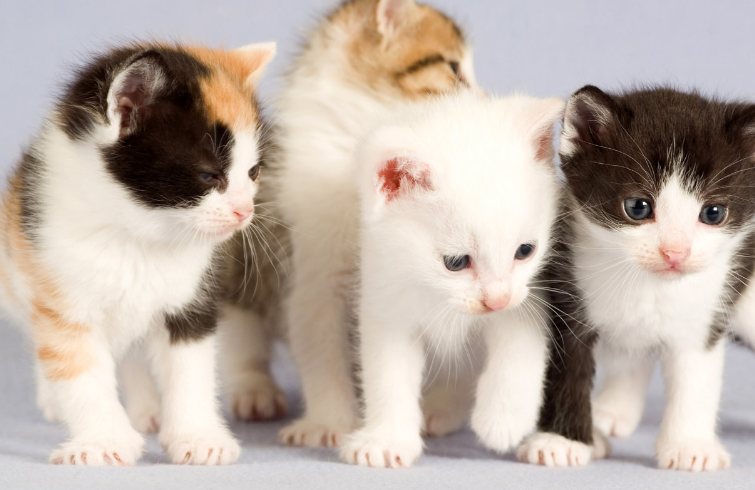 动物:一组可爱的动物图片分享. 转载自百家号作者:珍藏美图集