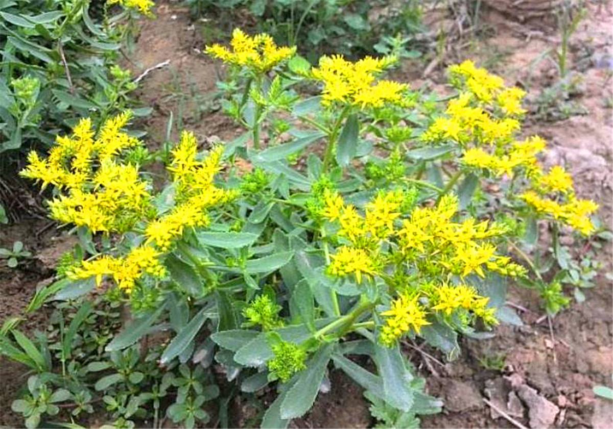 1种少见的野菜,吃起来很美味,还是有名的"救心菜",很珍贵