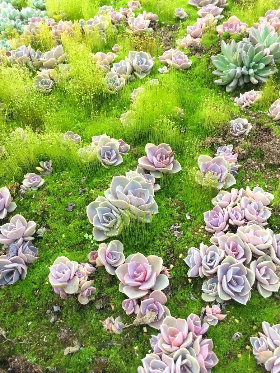 草坪里的多肉 粉粉嫩嫩的多肉,点缀在绿色的草坪里,太阳一照,闪闪发光