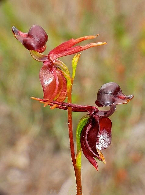 飞鸭兰告诉你什么叫生动,这就是一只只凌空飞起的小鸭子嘛!