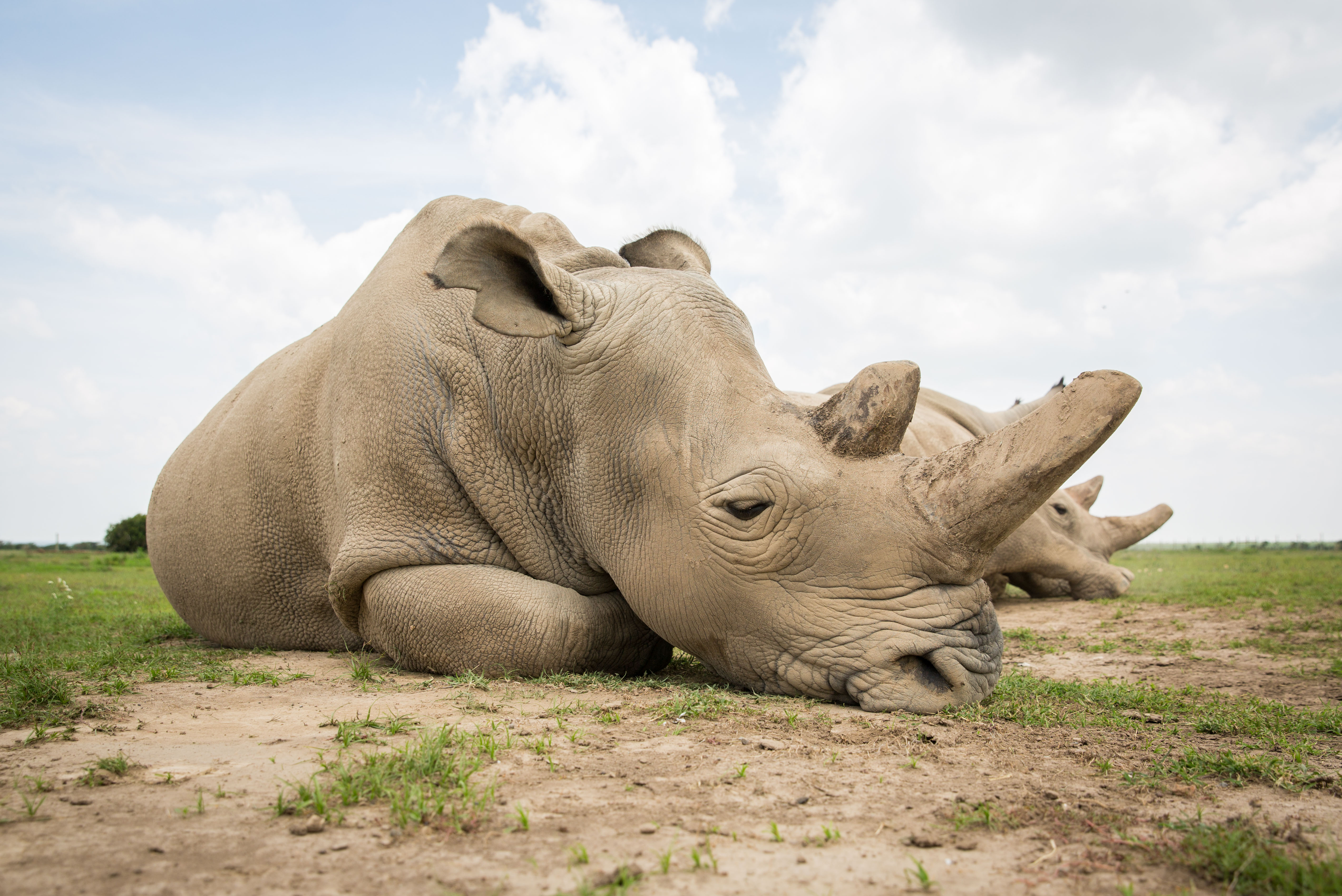 肯尼亚为全球最后一头雄性北方白犀牛离世举行纪念活动(5)