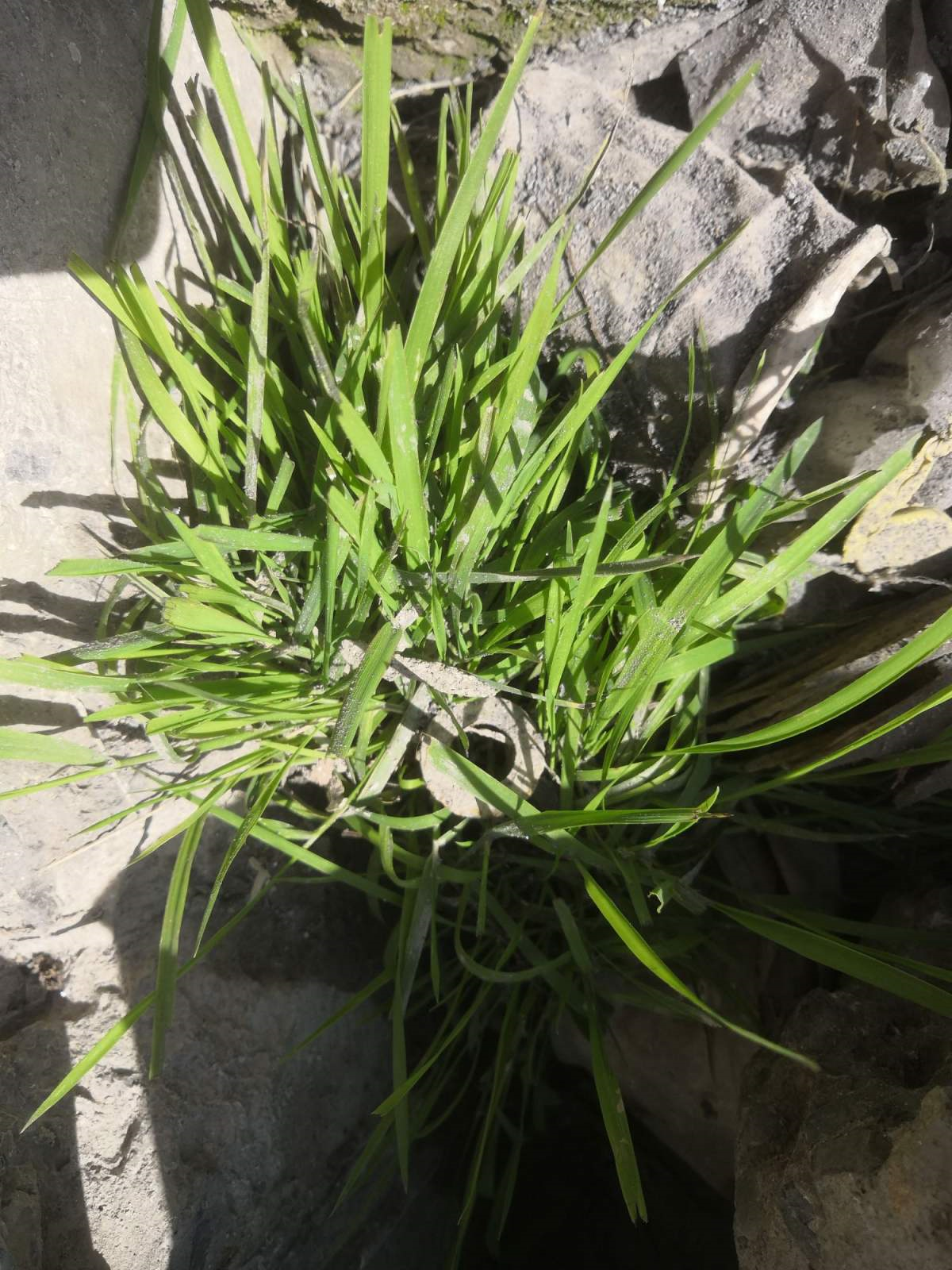 这种荒地野草能泡澡,力大如牛者都拔不动,村里人笑称大屁股草