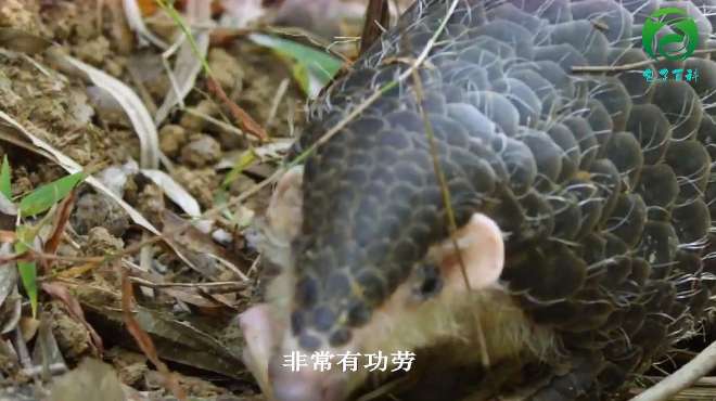 [图]穿山甲：“我不会穿山，也不能治病，请你们保护我好么！”