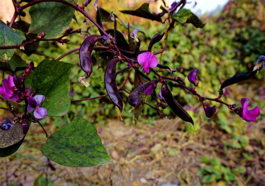 农村小嘉姐:眉豆含有丰富的营养物质,应该怎样去种植它?