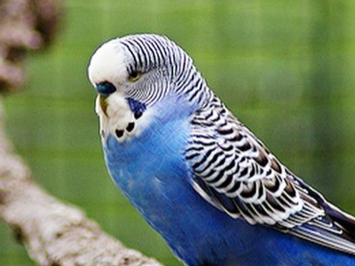 虎皮鹦鹉的6个品类,你知道吗?