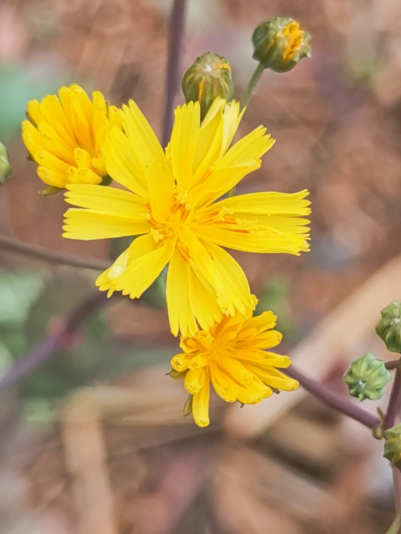 来着黄色小花的尖裂假还阳参,它的花很小,许多人都不曾注意过吧,仔细